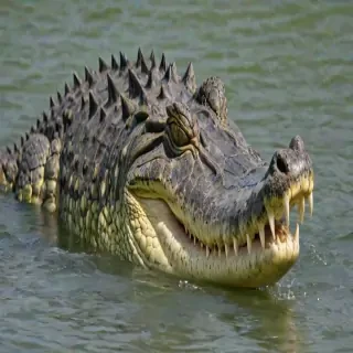 saltwater crocodile