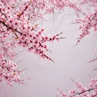 cherry blossom backgrounds
