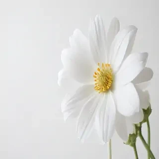 white background flower