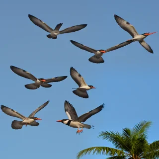 birds flying png
