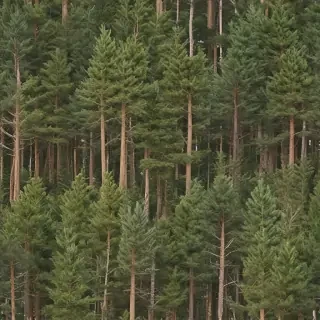 pine trees transparent background