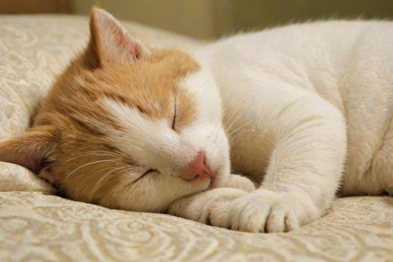 sleeping wallpaper
