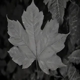 leaf images black and white