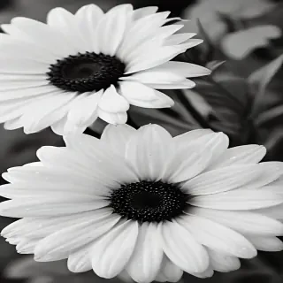 flower images black and white