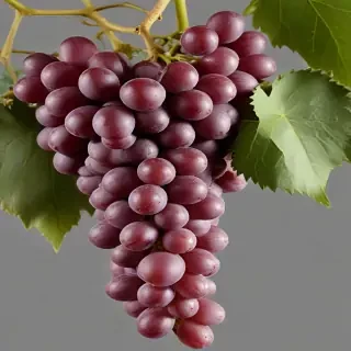 grapes png