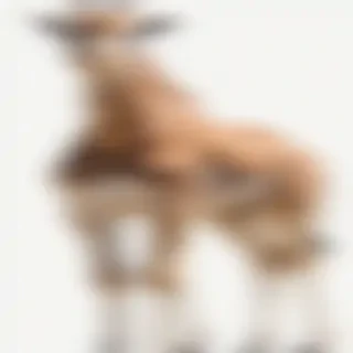png giraffe
