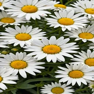daisies png