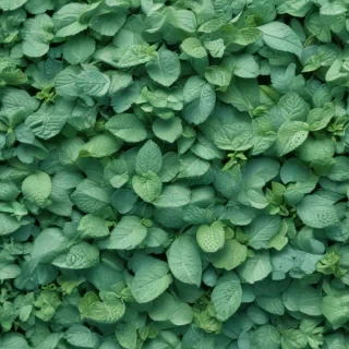 mint background