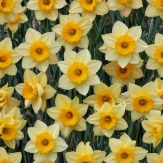 daffodil flower