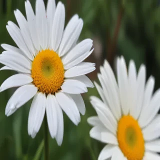 iphone daisy wallpaper