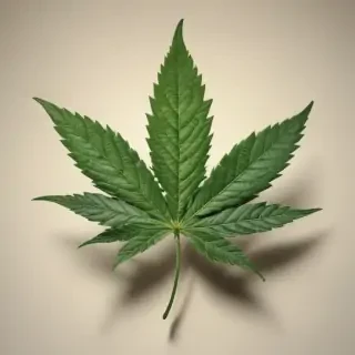 marijuana leaf