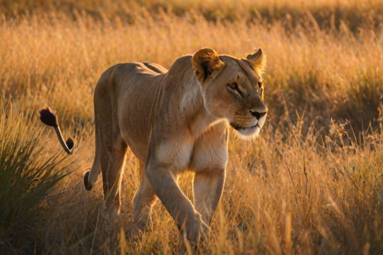 Sharp, detailed photo of a lioness walking through tall grass at sunset, soft golden light reflecting off her fur, distant acacia trees casting long shadows across the savannah.
