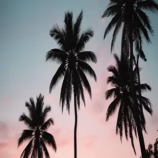 aesthetic palm tree wallpaper