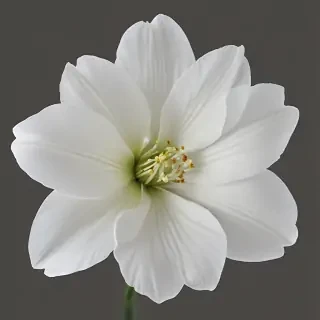 white flower png