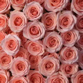 roses background aesthetic