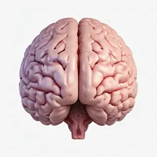 brain png