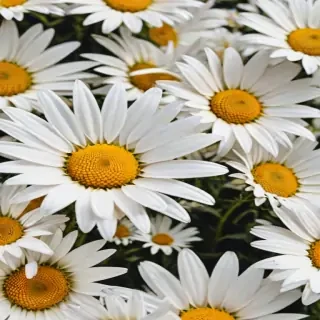 aesthetic daisy wallpaper