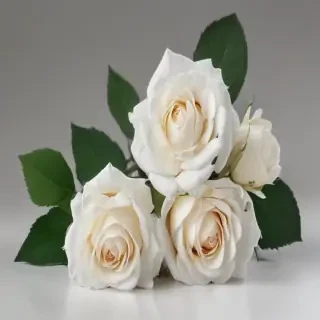 white roses png