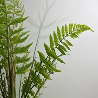 transparent plants