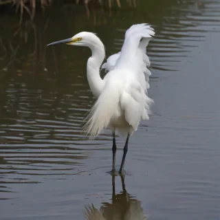 snowy egret