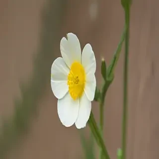 buttercup flower