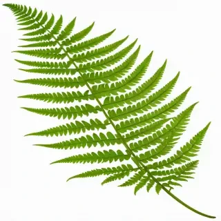 transparent fern png