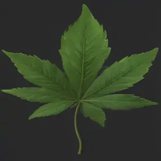 weed leaf png