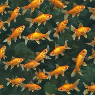gold fish