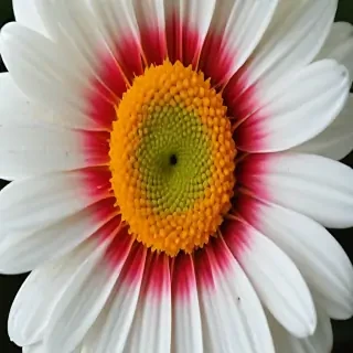 wallpaper daisy flower