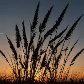 grass silhouette