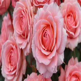 full screen rose wallpaper hd