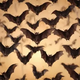 pictures of bats for halloween