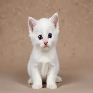 kitten background
