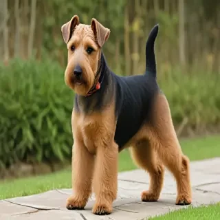 welsh terrier dog breed
