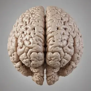 brain png
