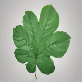 green leaf png