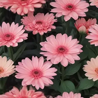 flower aesthetic