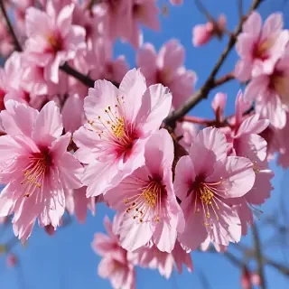 sakura flower