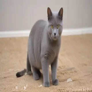 chartreux cat breed