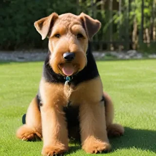 airedale terrier