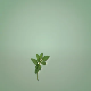 mint background
