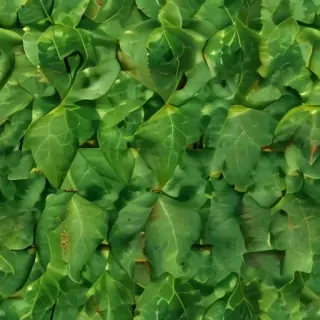 leaf background green