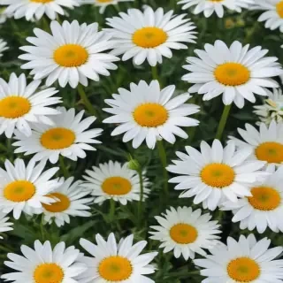 daisy wallpaper for desktop
