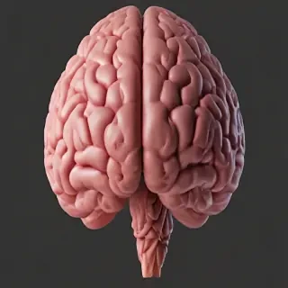 brain png