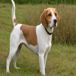 english foxhound