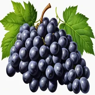 grapes clipart black and white