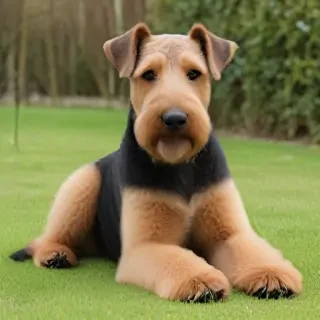 airedale terrier