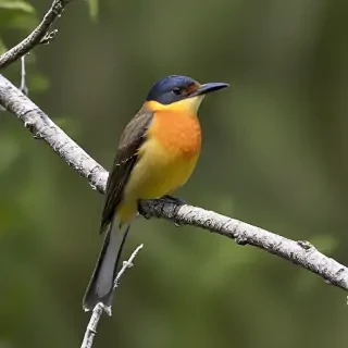 florida birds