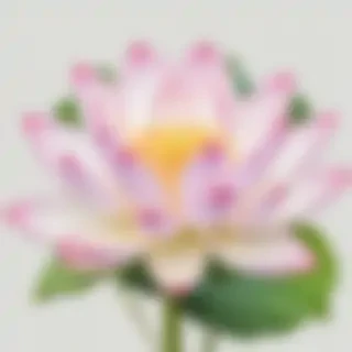 lotus flower png