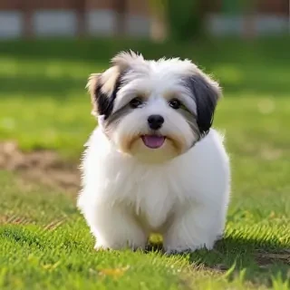 havanese dog